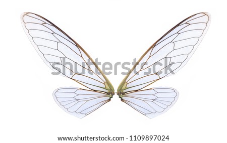 wings of cicada insect isolated on white background