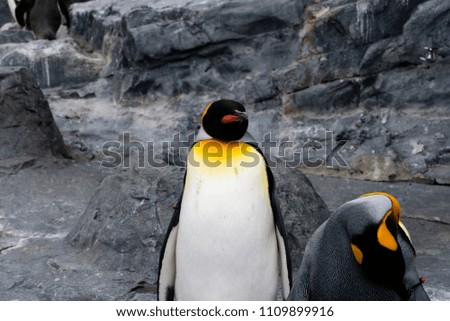 Emperor penguin closeup 