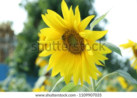 
Bright sunflower in nature