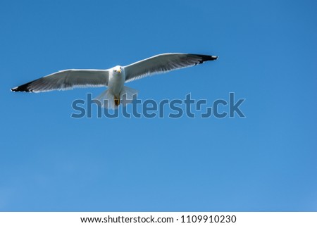 Seagull in the lagoon