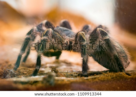 Giant spider legs