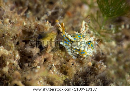 Sea slug Oxynoe sp. 1, NSSI. Picture was taken in Anilao, Philippines