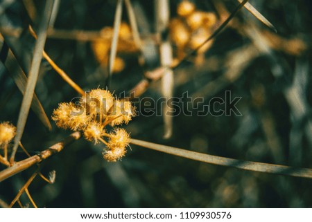 Yellow acacia iteaphylla flowers on a sunny day