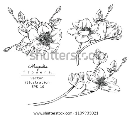 Sketch Floral Botany Collection. Magnolia flower drawings. Black and white with line art on white backgrounds. Hand Drawn Botanical Illustrations.Vector.