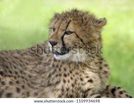 Cheetah cub in captivity