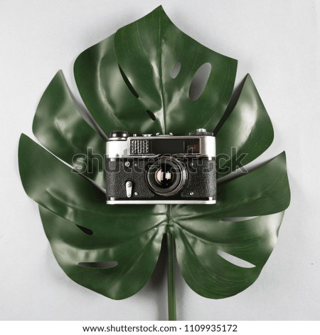Monstera green leaves. Trendy Retro Design camera. Flat lay, top view. Summer background.