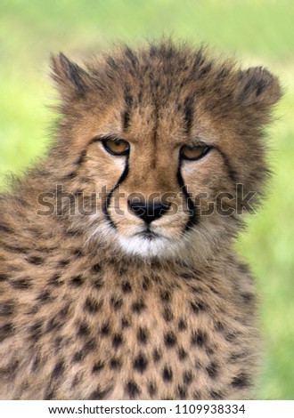Alert young Cheetah cub