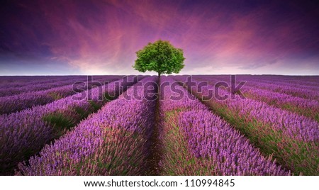 Beautiful image of lavender field Summer sunset landscape with single tree on horizon contrasting colors Royalty-Free Stock Photo #110994845