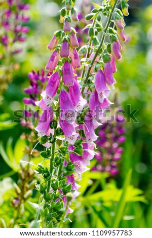 blooming vivid wild purple pink Foxglove (Digitalis ) flowers against green grass background, plant known for its poisonous effect, also grown as ornamental