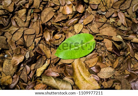 Green leaf on the pile of dry leaves