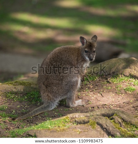 Forest Wallaby wildlife Diprotodontia Macropoidae in sunlgiht in woodland with yound joey in pouch