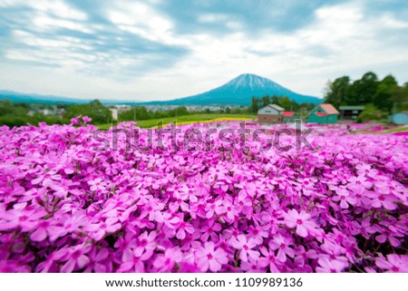 Moss phlox of Japan that is blooming extensively and beautifully