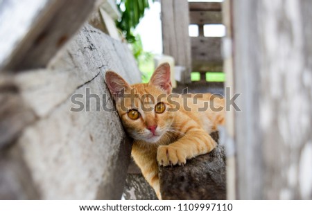 funny orange cat