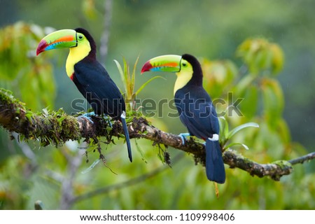 Two tropical birds with enormous beak,Keel-billed toucan, Ramphastos sulfuratus, perched on a mossy branch in the rain against rainforest background.Costa Rican colorful toucan,wildlife photography.