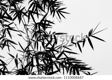 black bamboo branch on white background
