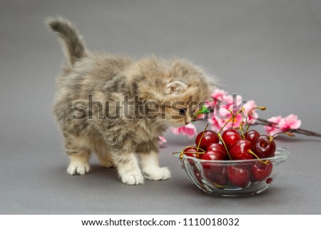 Small, funny British marble kitten and a bowl of cherries on a grey background