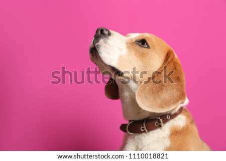 Cute Beagle dog on color background