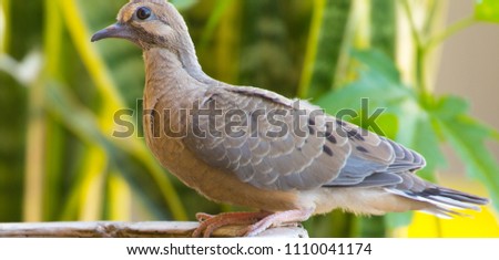 A single mourning dove sits quietly as he waits for people to go away so he can return to his nest that is made on a backyard patio. These photos show a profile picture of these birds