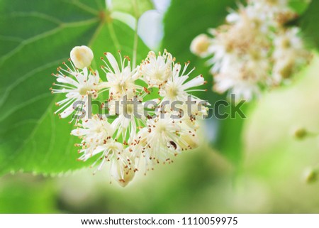 Basswood flowers on tree with foliage. Linden blooming flowers on lime-tree. Blossoming teil with detail on flowers. Flowering lime. Whitewood tree with florid flowers. Blossoming American basswood. Royalty-Free Stock Photo #1110059975