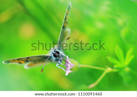 Macro photo of beautiful butterfly that sits on the plant on the green background. 