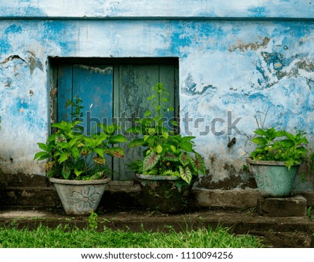 Closed window of old building with pots Ornamental Plant in front of. Picture In blue tone