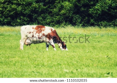 single cow grazing in pasture with forest in the background