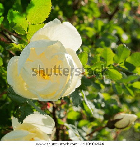 a large white rose Bud, against the green background