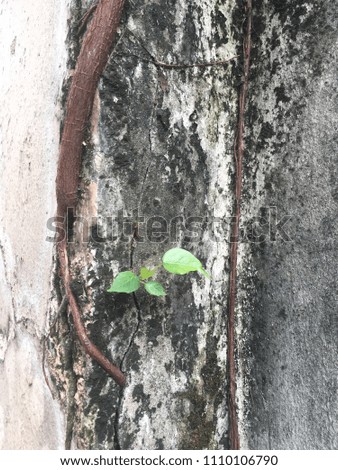 Small plant growing from the crack of concrete wall
