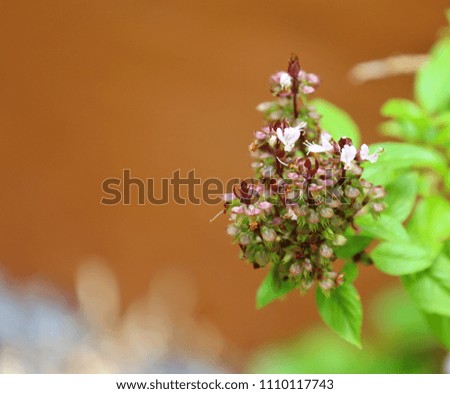 Fresh Basil flowers in the garden, yellow background.