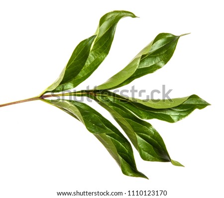 green leaf peony bush isolated on white background
