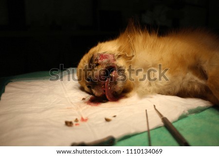Chihuahua dog with speculum lying on operating table