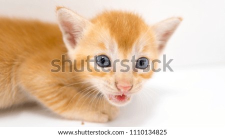 Cat Close up, Red Cat Isolated On a White Background