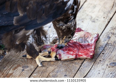 an eagle bites a piece of raw meat