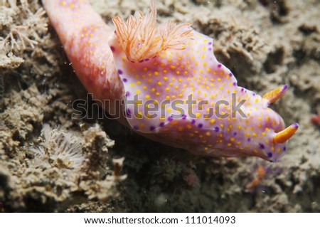 Sea Slug _ Chromodoris rufomaculata