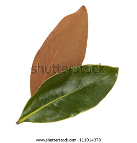 Two magnolia leaves, showing front and back, isolated on white.