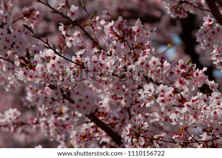 Cherry blossoms in spring of Kyoto