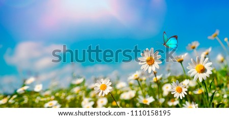 Chamomiles daisies macro in summer spring field on background blue sky with sunshine and a flying butterfly, nature panoramic view. Summer natural landscape with copy space. Royalty-Free Stock Photo #1110158195