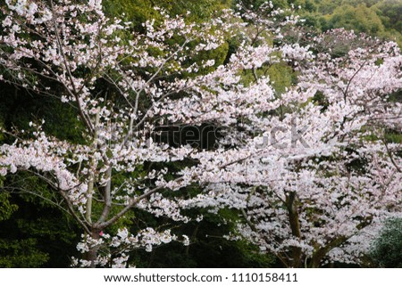 Cherry blossoms in spring of Kyoto
