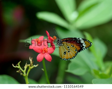 Plain tiger or african queen butterfly foraging on the flower