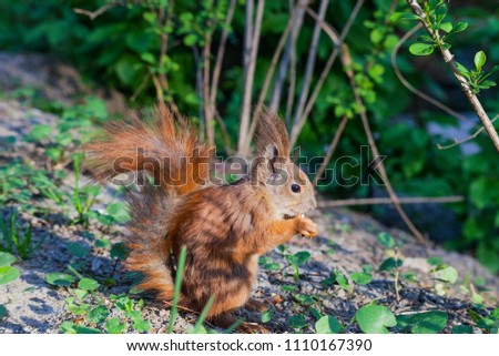 Cute Eurasian red squirrel in summer forest eating nut, side view