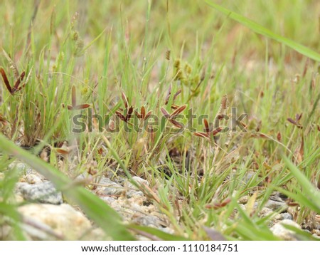 Tiny wild brown grass flowers background, Greenery Field.