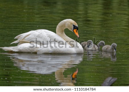 Mother swan swimming with her cubs on lake, Danubian wetland, Slovakia, Europe