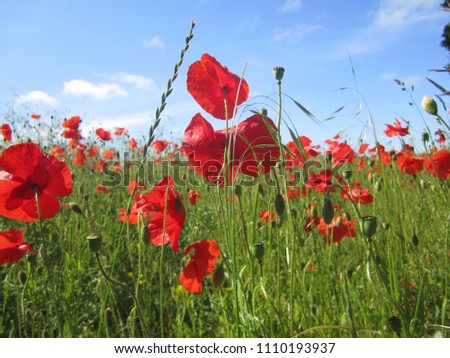 Red poppies dancing in a poppy meadow