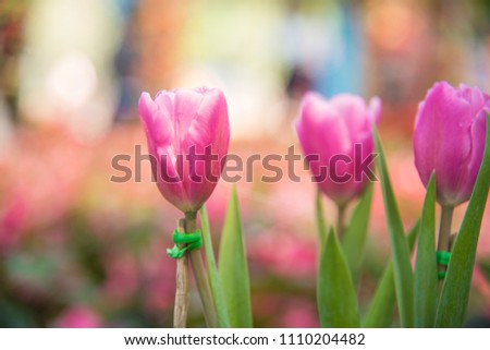 image of Pink tulips Flower. Beautiful bouquet of tulips. colorful tulips. tulips in  the garden,tulips background,Nature background.