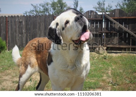 Saint Bernard one of my favorite champion dog