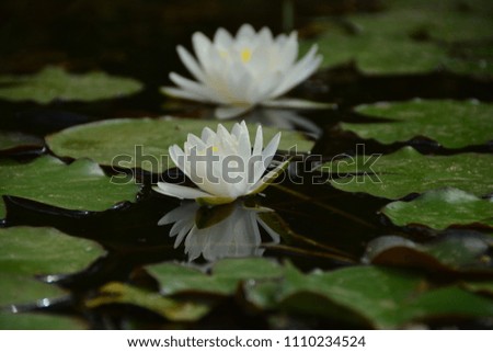 Lotus flower in a lake 