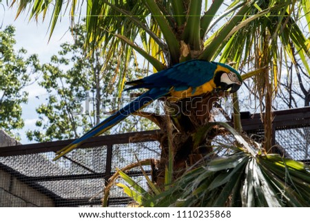 
parrot macaw, beautiful parrot