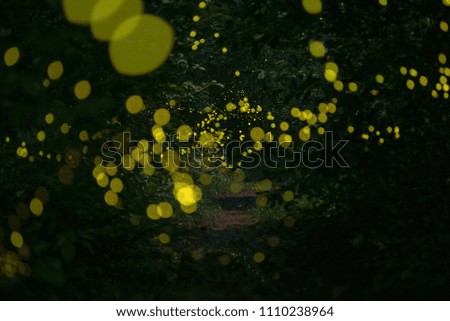 Beautiful firefly in the night  at nature forest.