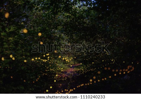Beautiful firefly in the night  at nature forest.
