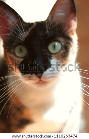 snake eye cat portrait 